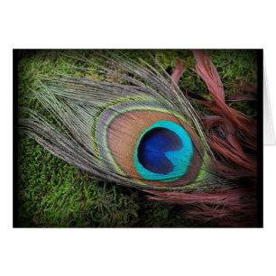 Rich, Elegant Peacock Feather Photograph