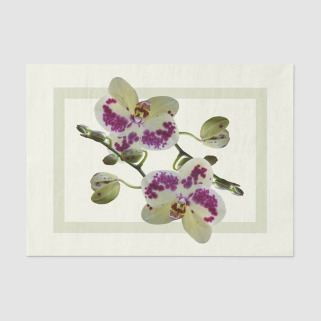 Rich Pale Yellow Orchids Paper Tissue Gifts (Front)