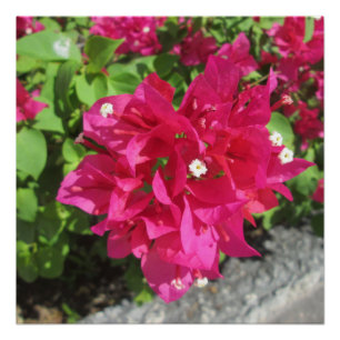 Rich Red Bougainvillea Poster