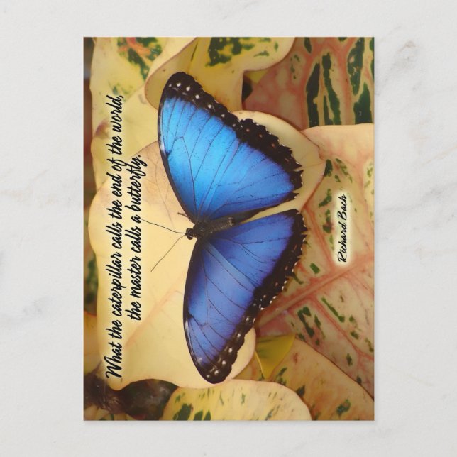 Richard Bach-The Caterpillar Postcard (Front)