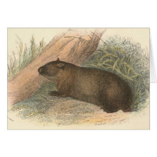Richard Lydekker - Tasmanian Wombat