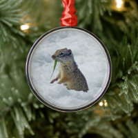 Richardson Ground Squirrel
