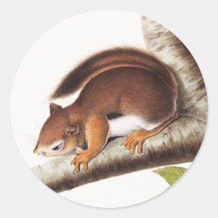 Richardson's Columbian Squirrel Illustration Classic Round Sticker