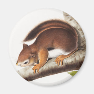 Richardson's Columbian Squirrel Illustration Magnet