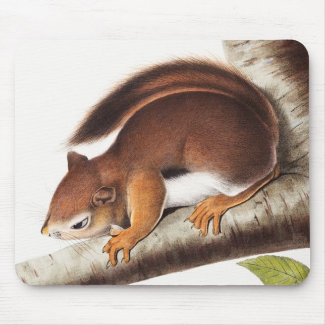 Richardson's Columbian Squirrel Illustration Mouse Pad (Front)
