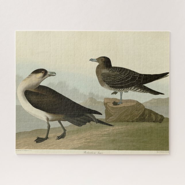 Richardson's Jager from Audubon's Birds of America Jigsaw Puzzle (Horizontal)