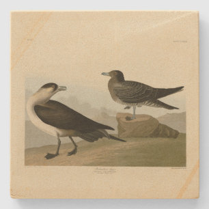 Richardson's Jager from Audubon's Birds of America Stone Coaster