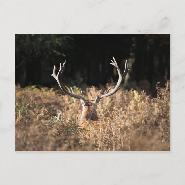 Richmond Park stag, London Postcard (Front)