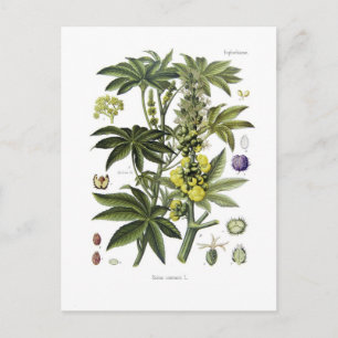 Ricinus communis (Castor Oil Plant) Postcard