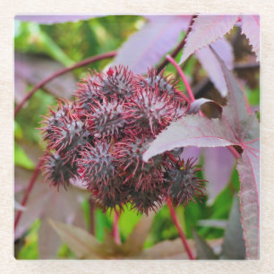 Ricinus communis glass coaster