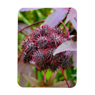 Ricinus communis magnet