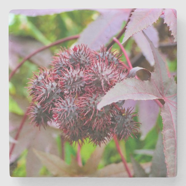 Ricinus communis stone coaster (Front)