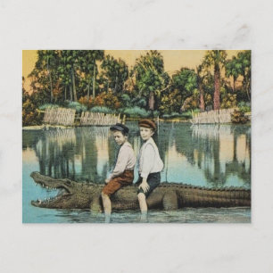 Ride'um Gator Funny Postcard