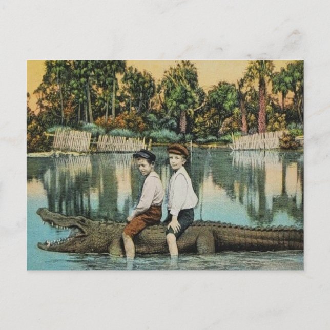 Ride'um Gator Funny Postcard (Front)