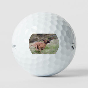 ridgeback running 2 golf balls