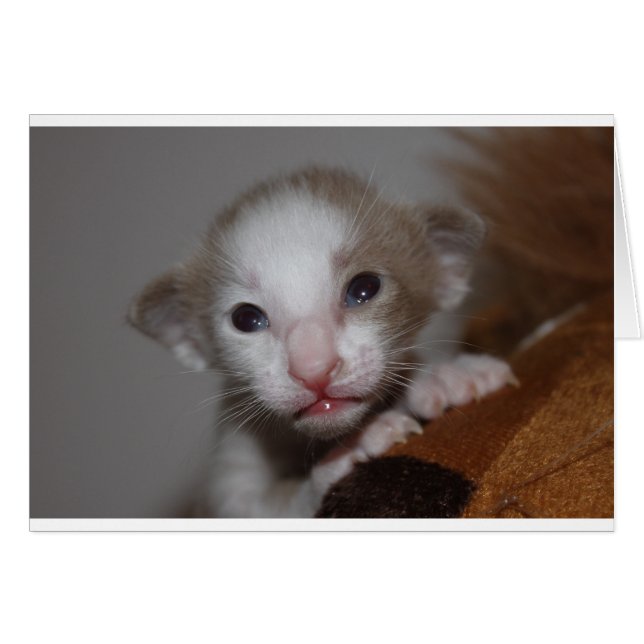 Ridiculously cute baby kitten (Front Horizontal)