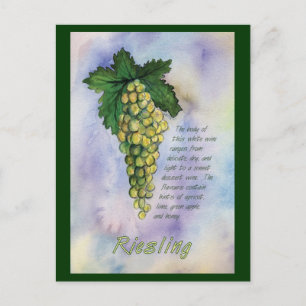 Riesling White Wine Grapes Postcard