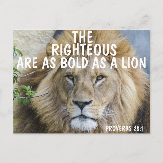 Righteous are bold as a lion postcards (Front)