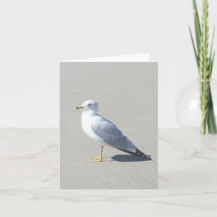 Ring Billed Gull Photo Folded Note Card