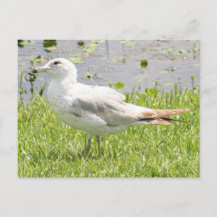 Ring Billed Gull Photo Postcard