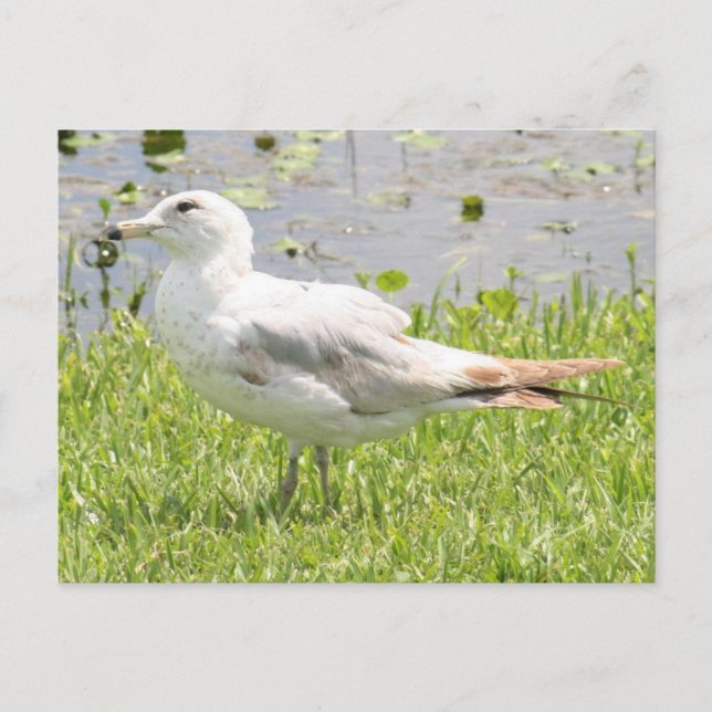 Ring Billed Gull Photo Postcard (Front)