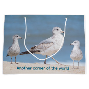  Ring-billed Gulls  Large Gift Bag