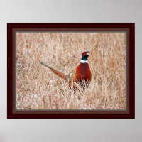 Ring-neck Pheasant Poster
