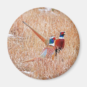 Ring-neck Pheasants Magnet