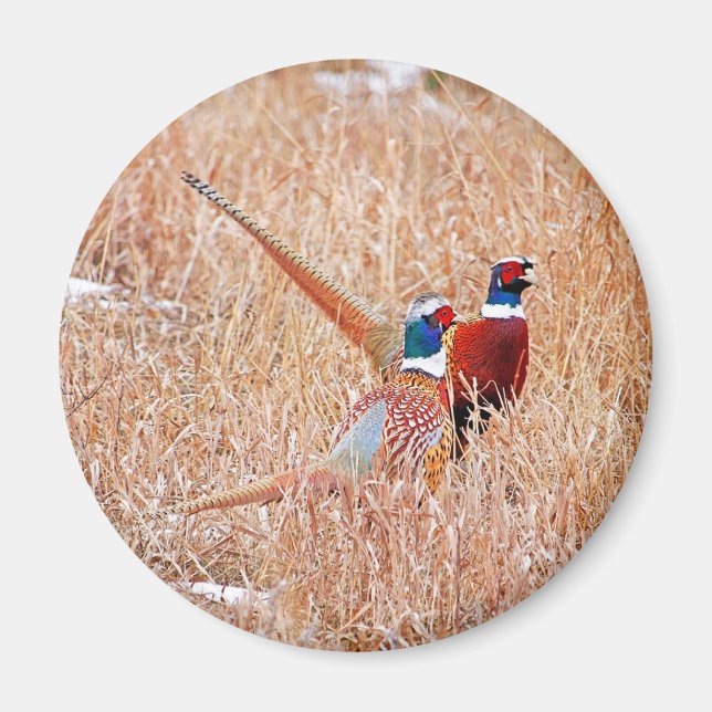 Ring-neck Pheasants Magnet (Front)