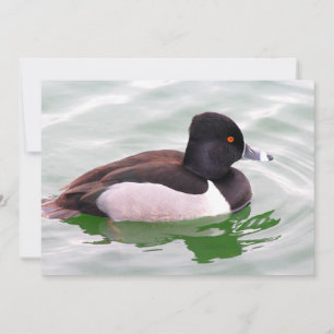 Ring Necked Duck Card