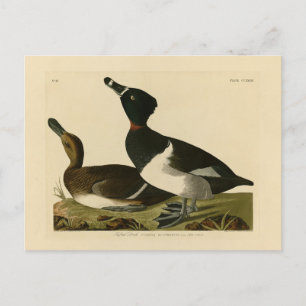 Ring-necked Duck from Audubon's Birds of America Postcard