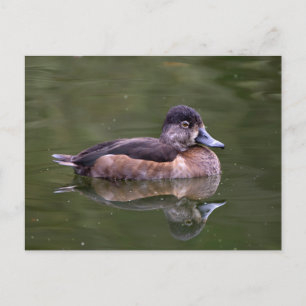 Ring-Necked Duck Postcard