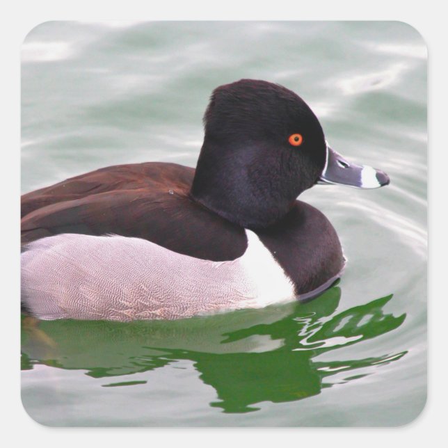 Ring Necked Duck Square Sticker (Front)