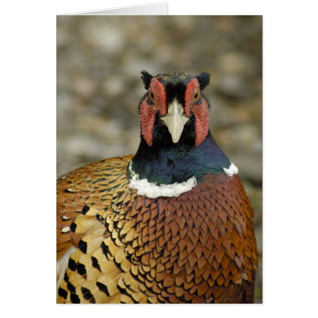 Ring Necked Pheasant (Front)