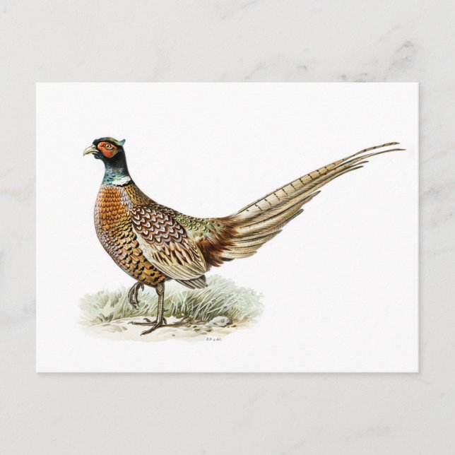 Ring-necked Pheasant by the von Wright brothers  Postcard (Front)