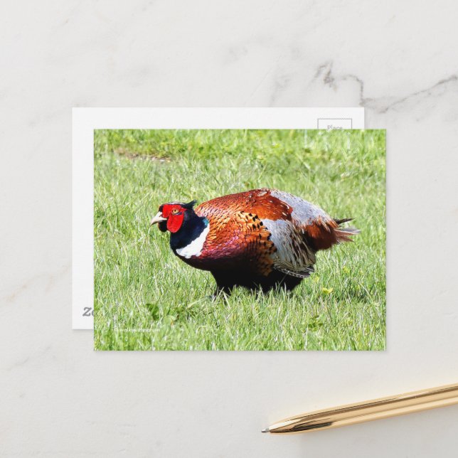 Ring-Necked Pheasant in the Grass Postcard (Front/Back In Situ)