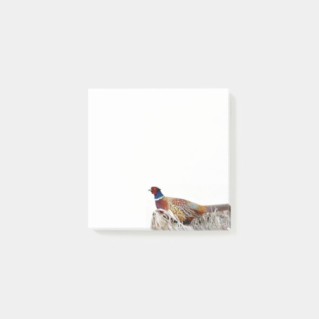Ring-necked Pheasant Photo 3x3 Notes (Front)