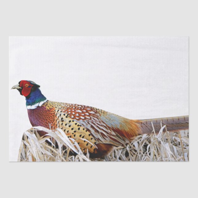 Ring-necked Pheasant Photo Gift Tissue Paper (Front)