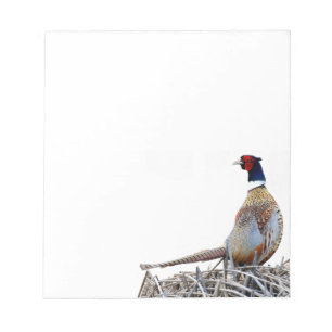 Ring-necked Pheasant Photo Note Pad