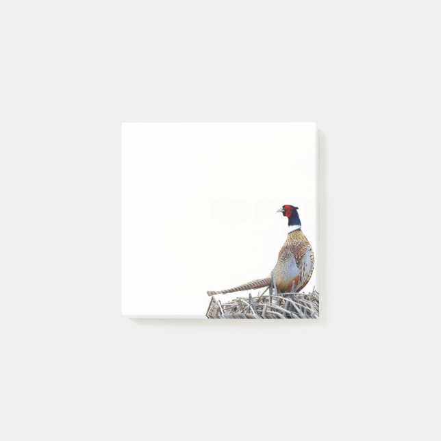 Ring-necked Pheasant Photo Notes (Front)