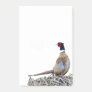 Ring-necked Pheasant Photo Notes