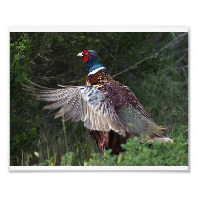 Ring Necked Pheasant Photo Print (Front)
