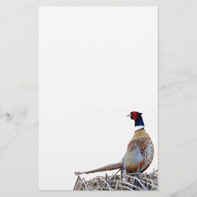 Ring-necked Pheasant Photo Stationery (Front)