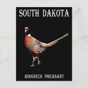 Ring necked Pheasant Postcard