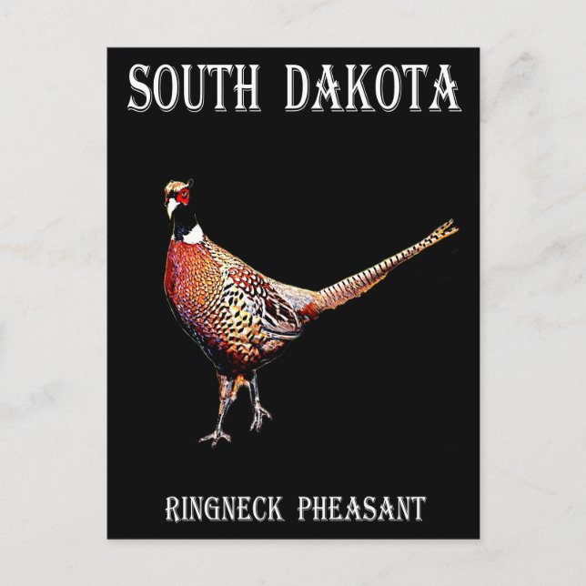 Ring necked Pheasant Postcard (Front)
