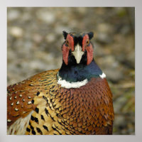 Ring Necked Pheasant