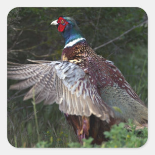 Ring Necked Pheasant Square Sticker