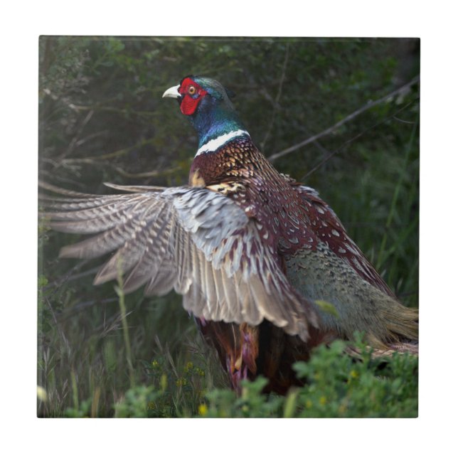 Ring Necked Pheasant Tile (Front)