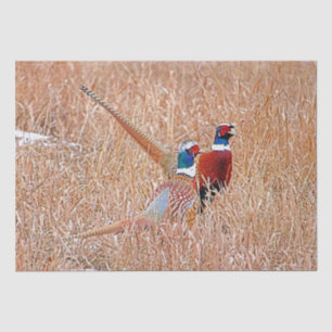 Ring-necked Pheasant Tissue Paper