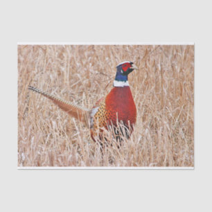 Ring-necked Pheasant Tissue Paper